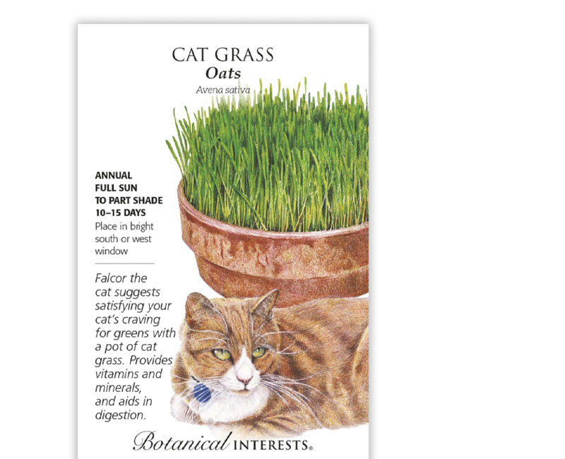 cat grass oats