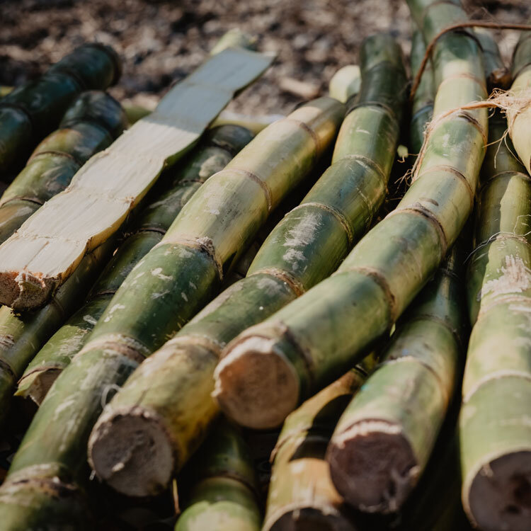 Sugarcane where glycolic acid is derived