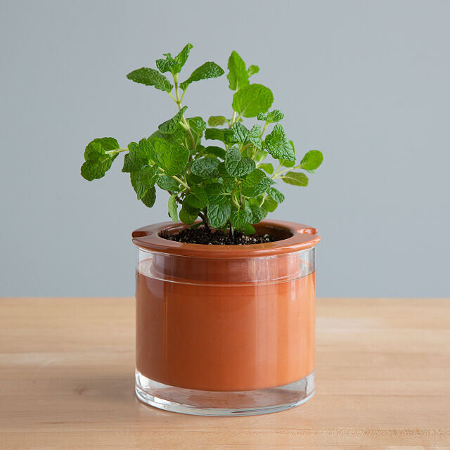 Super awesome self-watering wet pot