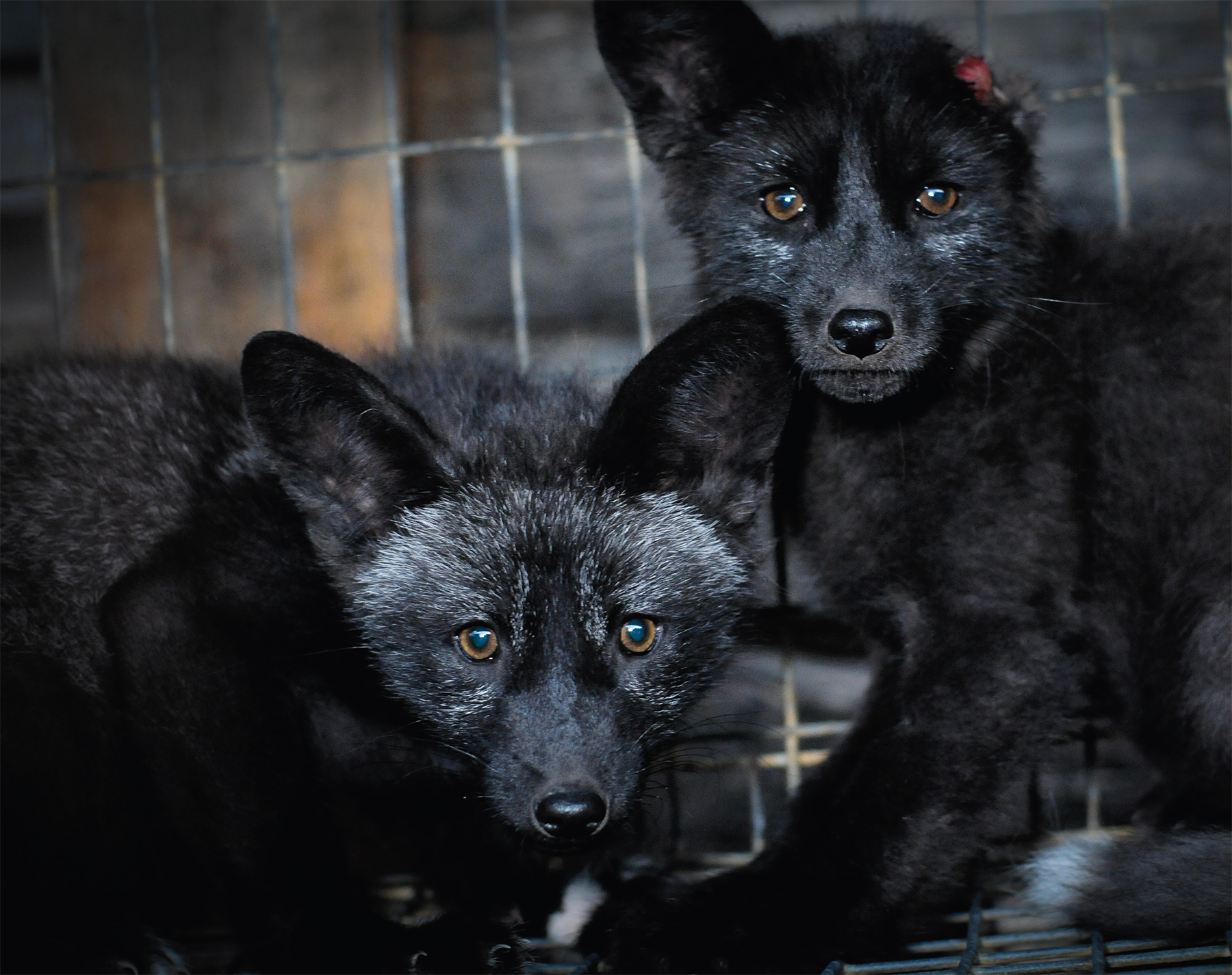Caged Black Foxes / Photo: Jo-Anne McArthur / We Animals - from &amp; with permission of Fashion Animals