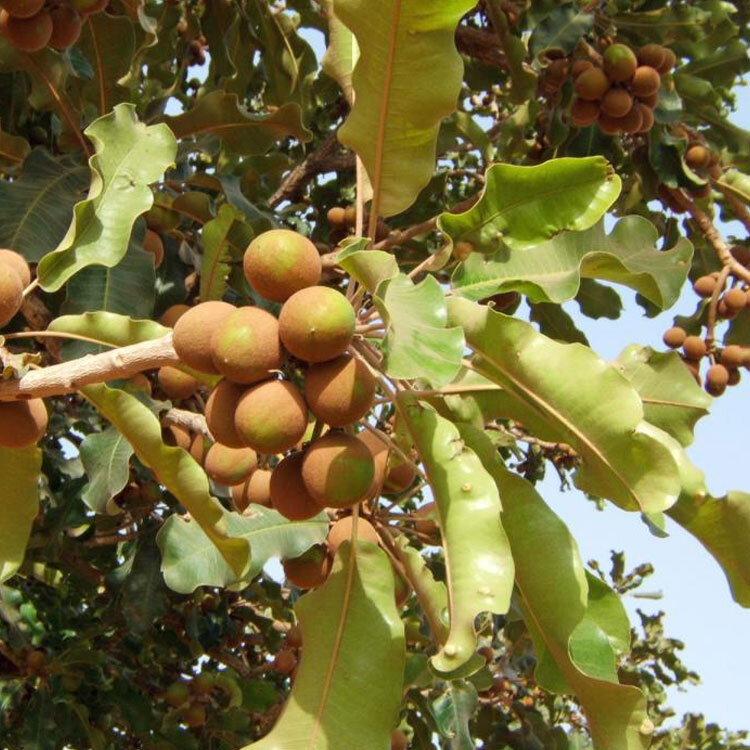 Shea butter comes from the karite tree