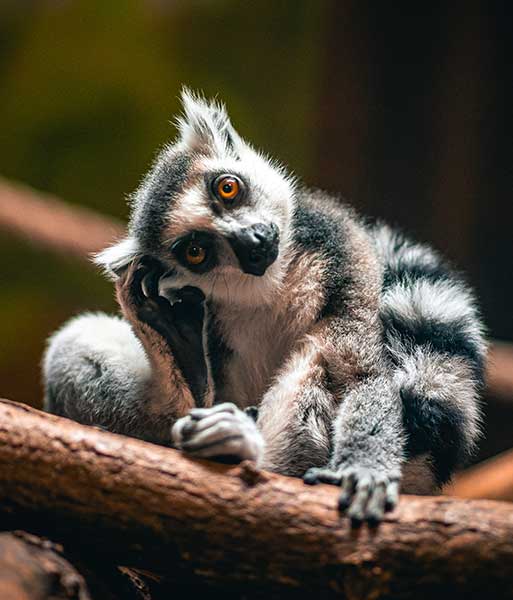 Lemur tilting head wondering why anyone would buy new polyester