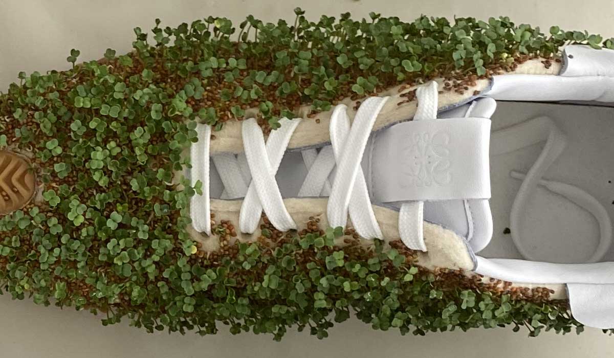 Loewe sneakers with sprouts
