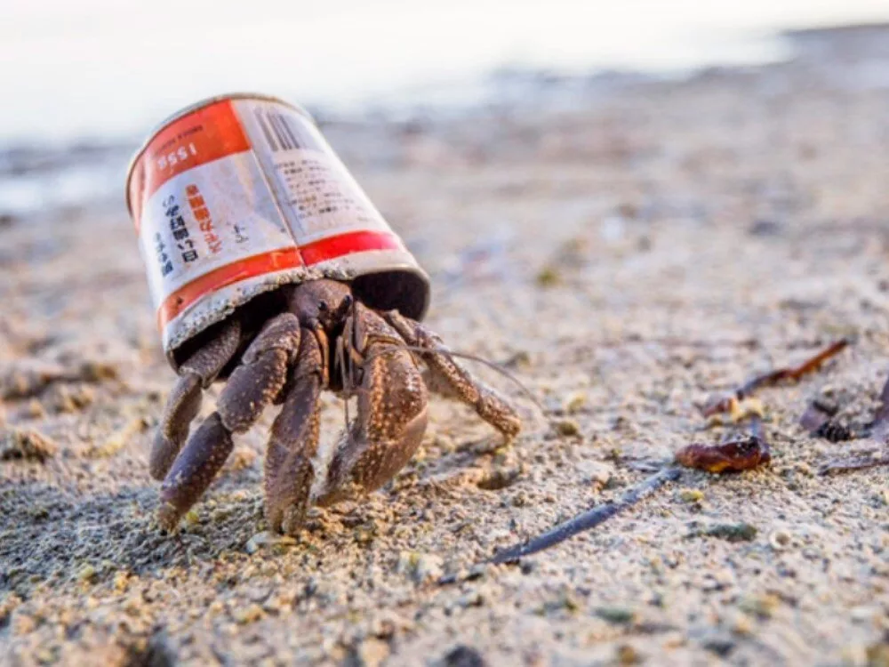 crab walking stuck with a paper cup on it's back because of garbage in the ocean to demonstrate the need for cleaning the ocean.