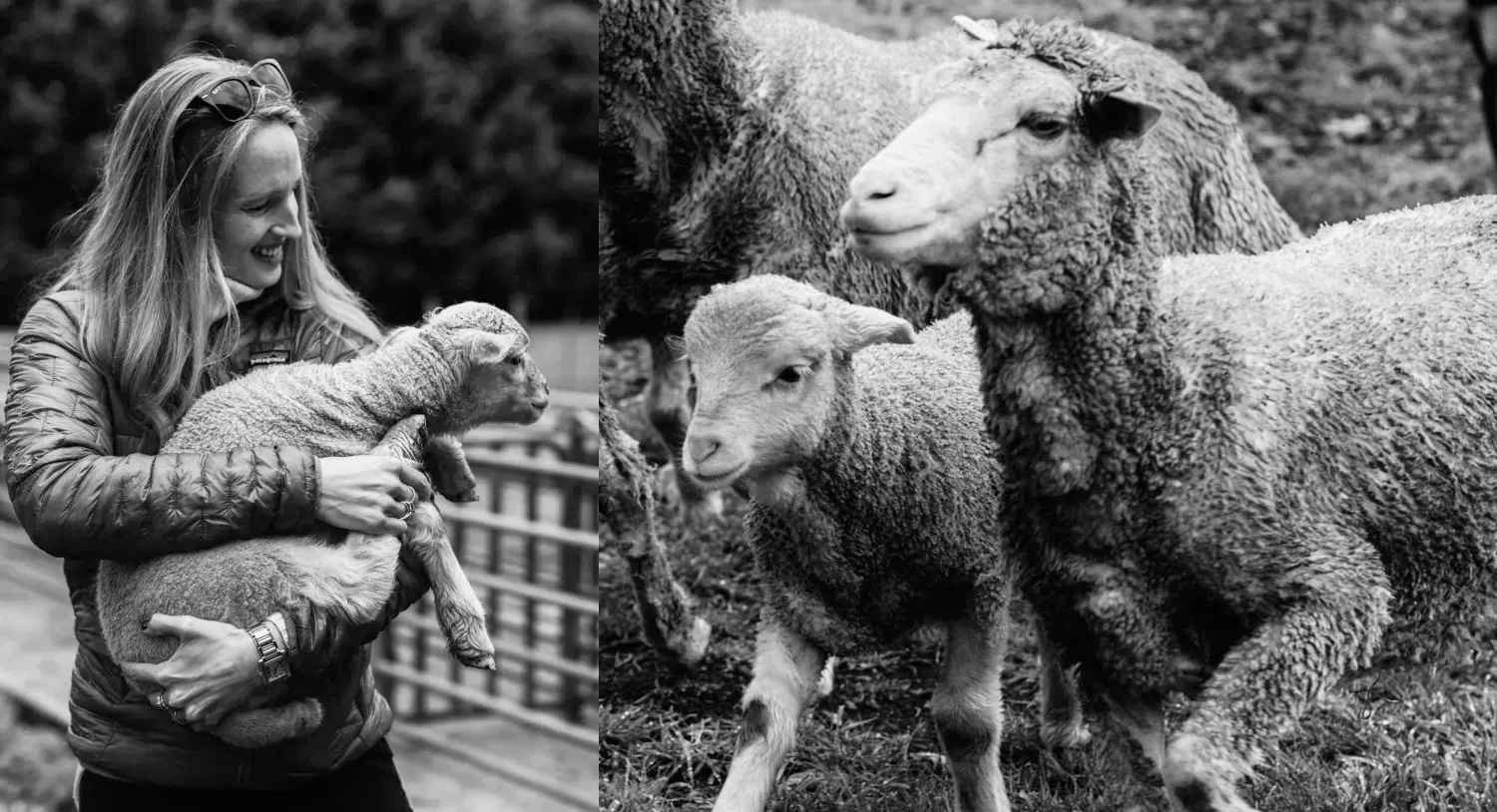 Vanessa Barboni Hallik of ANother Tomorrow with sheep